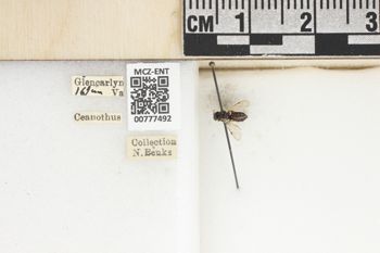 Media type: image;   Entomology 777492 Aspect: Labels